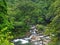 Silent River and green forest