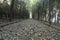 Silent road covered with leaves, in the dark forest in winter