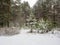 Silent snowy coniferous forest. Small pines stand in a clearing surrounded by tall slender trees. Winter forest background