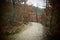 Silent winter forest in the Eifel