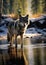 Silent Witness: A Wolf\\\'s Encounter in the Forest at Dusk