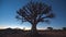 Silhouette of acacia tree on remote African savannah generated by AI