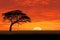 silhouette of acacia tree at sunset in vast savanna