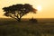 Silhouette action of elephant in rice field at sunset , Surin, Tha