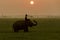 Silhouette action of elephant in rice field at sunset ,Surin,Thailand. (Focus elephant)