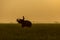 Silhouette action of elephant in rice field at sunset ,Surin,Thailand. (Focus elephant)