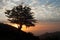 Silhouette of a adler tree on top of a mountain