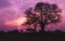 Silhouette of African acacia tree at sunset