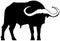 Silhouette of African buffalo