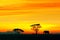 Silhouette of African elephant against the backdrop of the sunset in the Serengeti National Park.