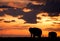 Silhouette of African elephants, mother and a calf