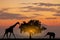 Silhouette African Elephants at sunset or sunrise. Wildlife Nature Background. African savanna landscape