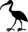 Silhouette of African sacred ibis