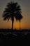 Silhouette against palm tree in Dubai, UAE