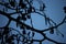 Silhouette of an alder tree Alnus branches and small cones catkins at autumn/winter.