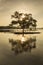 silhouette alone tree in the beach chumphon south province of t