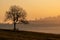 Silhouette of Aporosa villosa tree on a grassland during  amber golden hour sunrise with clear sky, mist and hills in background