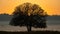 Silhouette of Aporosa villosa tree on a grassland during  amber golden hour sunrise with clear sky, mist and hills in background