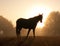 Silhouette of an Arabian horse against sunrise