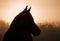 Silhouette of an Arabian horse in heavy fog