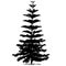 The silhouette of araucaria is diverse Araucaria heterophylla L., Norfolk pine, Norfolk Island pine, Polynesian pine