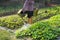 Silhouette of Asian farmer woman waters vegetable field