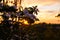 Silhouette of atmospheric Sakura or Cherry blossom with beautiful orange intense sunset. Warm colors background in Poland