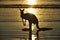 Silhouette australian kangaroo beach,mackay