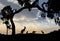 Silhouette of Australian kangaroos and koala in a gum tree