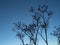 Silhouette of autumnal cow parsley gone to seed, Anthriscus sylvestris