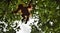 A silhouette of a baby orangutan in green krone of trees. Central Bornean orangutan Pongo pygmaeus wurmbii on the tree in nat