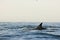 Silhouette of a back fin of a dolphin, swimming in the ocean an