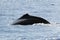 The silhouette of the back of humpback whale