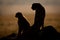 Silhouette of backlit cheetah with cub sitting