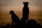 Silhouette of backlit cheetah beside cub sitting