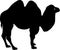 Silhouette of Bactrian camel