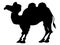 Silhouette of bactrian camel