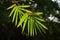 Silhouette bamboo leave branch against dark background