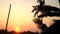 Silhouette of banana plant leaves in evening time