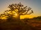 Silhouette of baobab