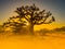 Silhouette of baobab