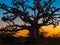 Silhouette of baobab