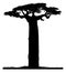 Silhouette of a baobab tree