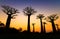 Silhouette Baobabs
