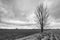 Silhouette of a bare tree against an overcast sky