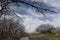 Silhouette of a bare tree branch at a Park near Salt Lake City Utah