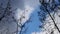 Silhouette of bare tree branches against blue sky. Crowns of trees. Clouds float