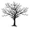 Silhouette Bare Tree, Vector Illustration
