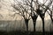 Silhouette Of Bare Trees At The Sunrise