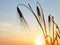 Silhouette of a barley field